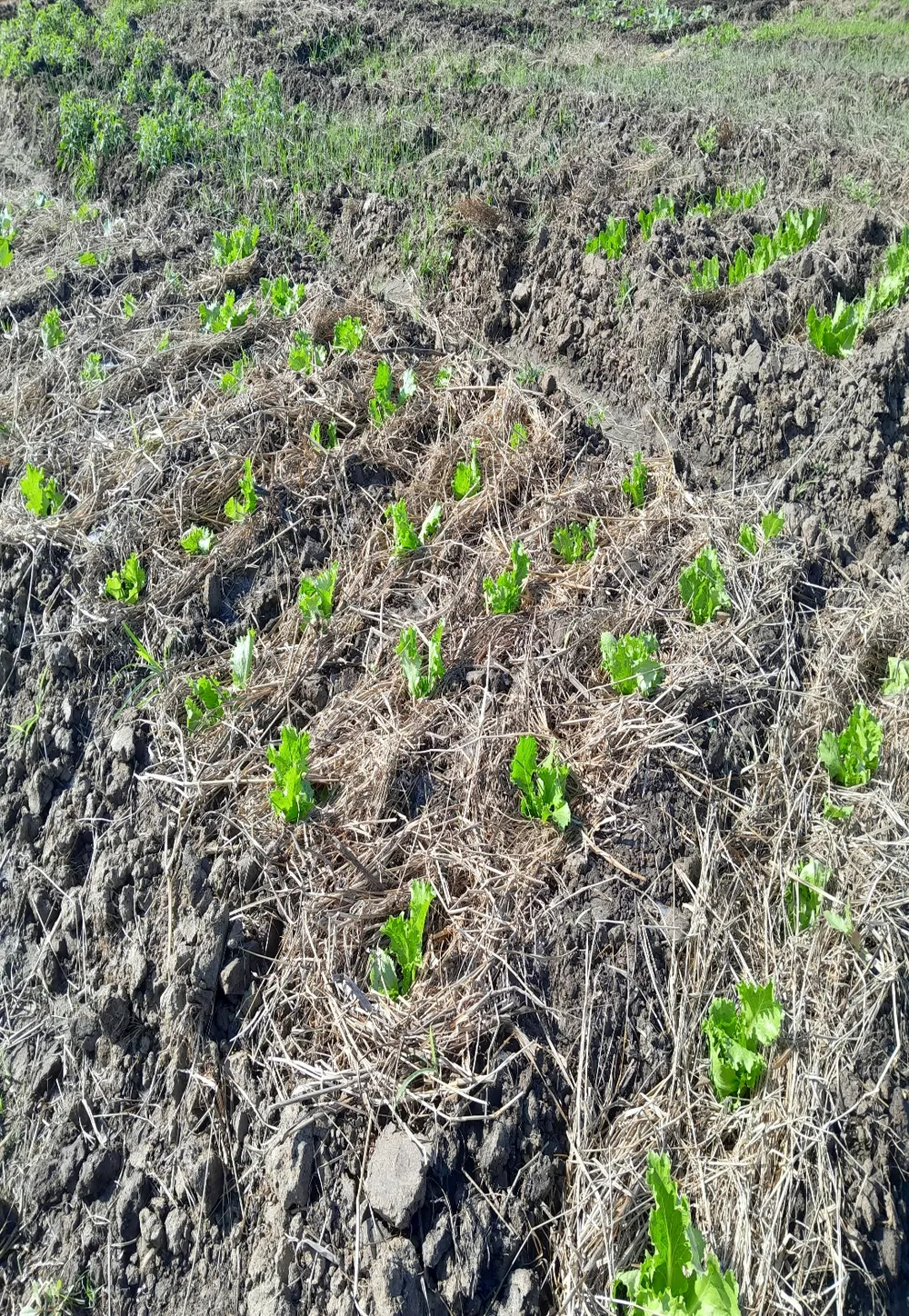 Agricultura Orgânica